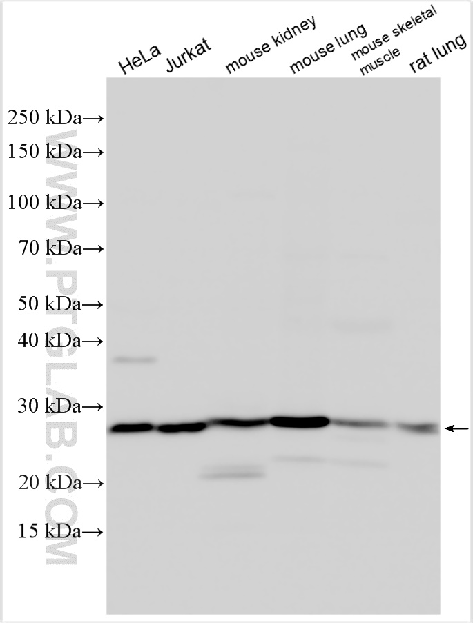 Western Blot (WB) analysis of various lysates using SYNGR2 Polyclonal antibody (10461-1-AP)