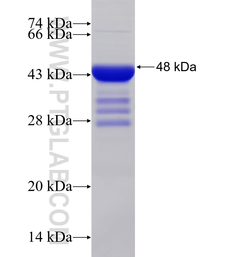 SYNJ2 fusion protein Ag33002 SDS-PAGE