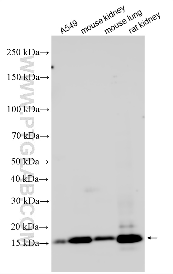 Western Blot (WB) analysis of various lysates using SYNJ2BP Polyclonal antibody (15666-1-AP)