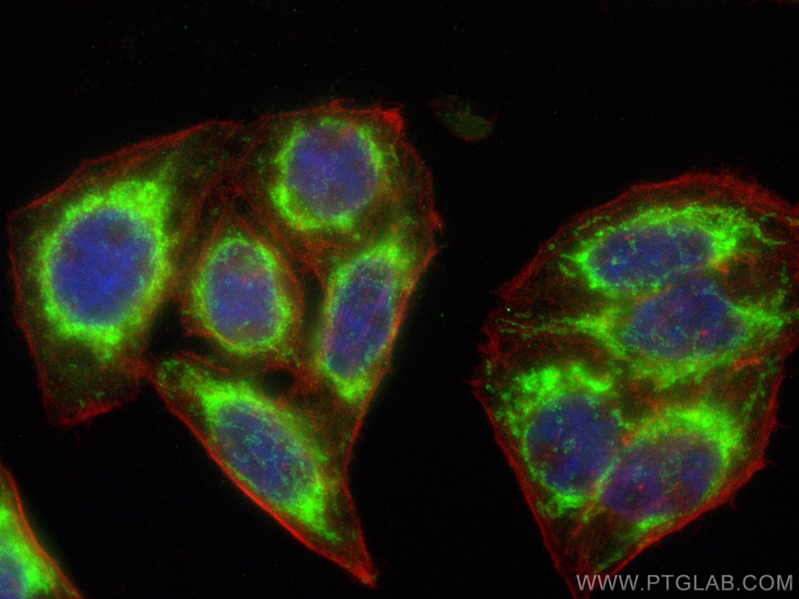 Immunofluorescence (IF) / fluorescent staining of HepG2 cells using CoraLite® Plus 488-conjugated SYNJ2BP Polyclonal a (CL488-15666)