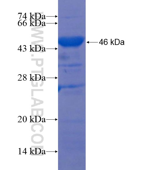 SYNPO2 fusion protein Ag22240 SDS-PAGE