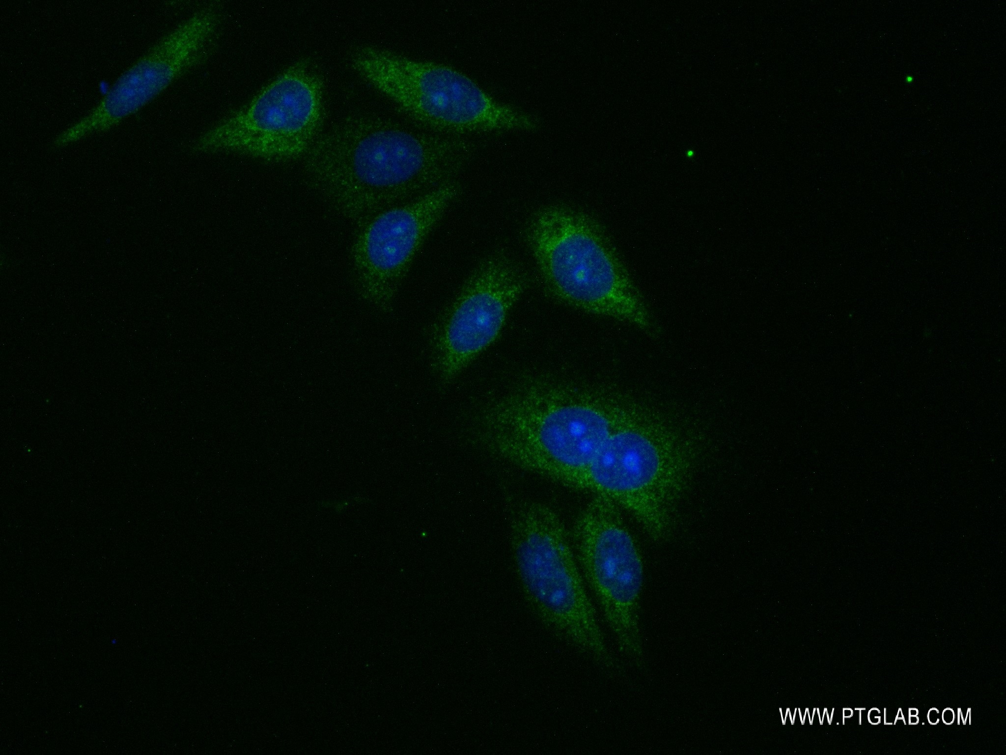 Immunofluorescence (IF) / fluorescent staining of HepG2 cells using SYNPO2L Recombinant antibody (83532-3-RR)