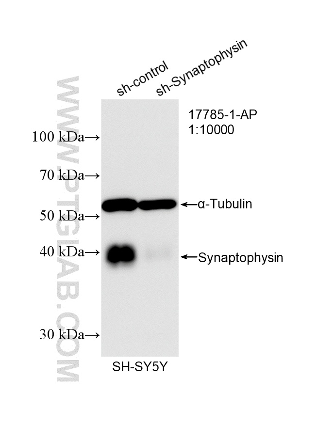 Western Blot (WB) analysis of SH-SY5Y cells using Synaptophysin Polyclonal antibody (17785-1-AP)