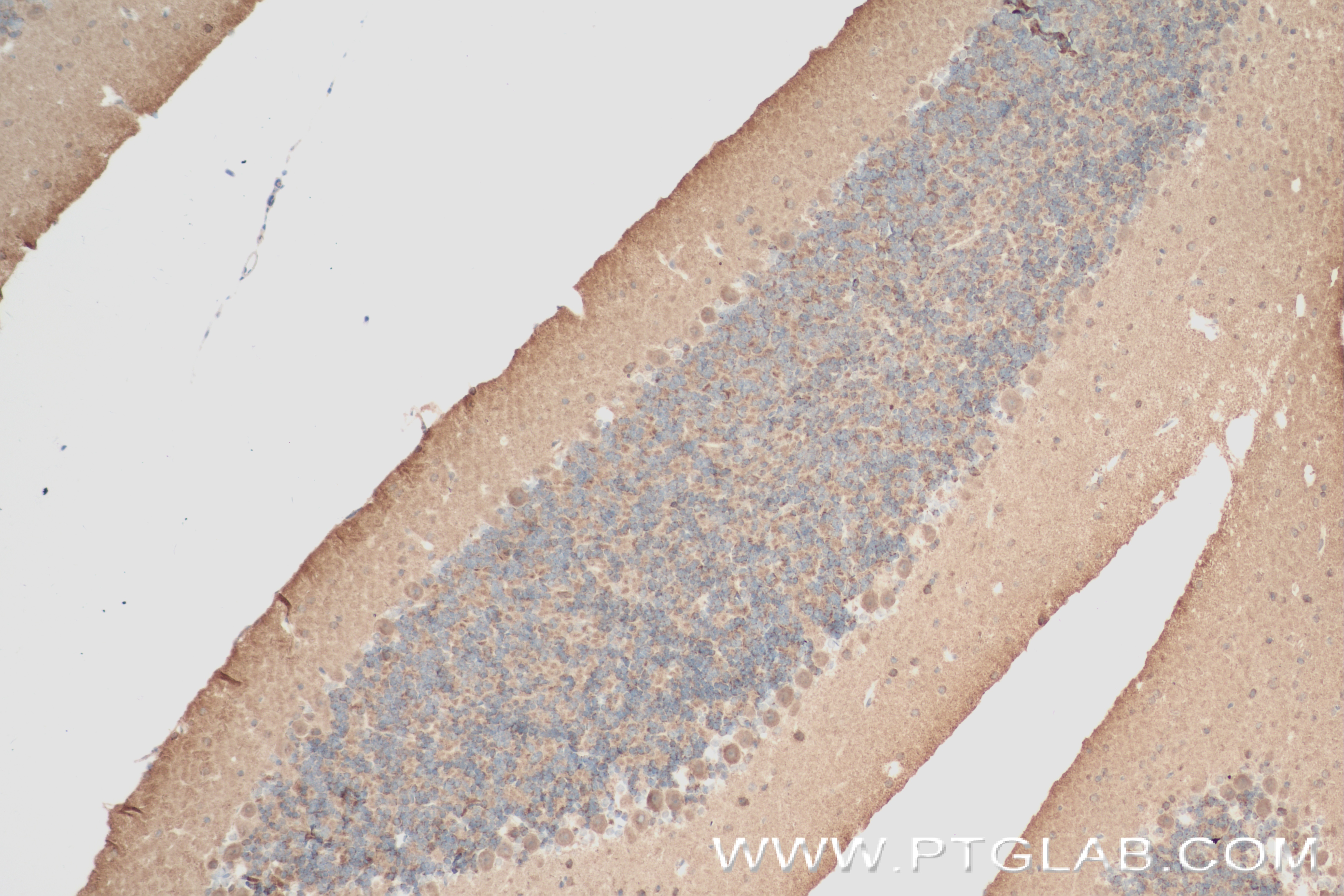 Immunohistochemistry (IHC) staining of mouse cerebellum tissue using Synaptotagmin-14 Recombinant antibody (83923-1-RR)