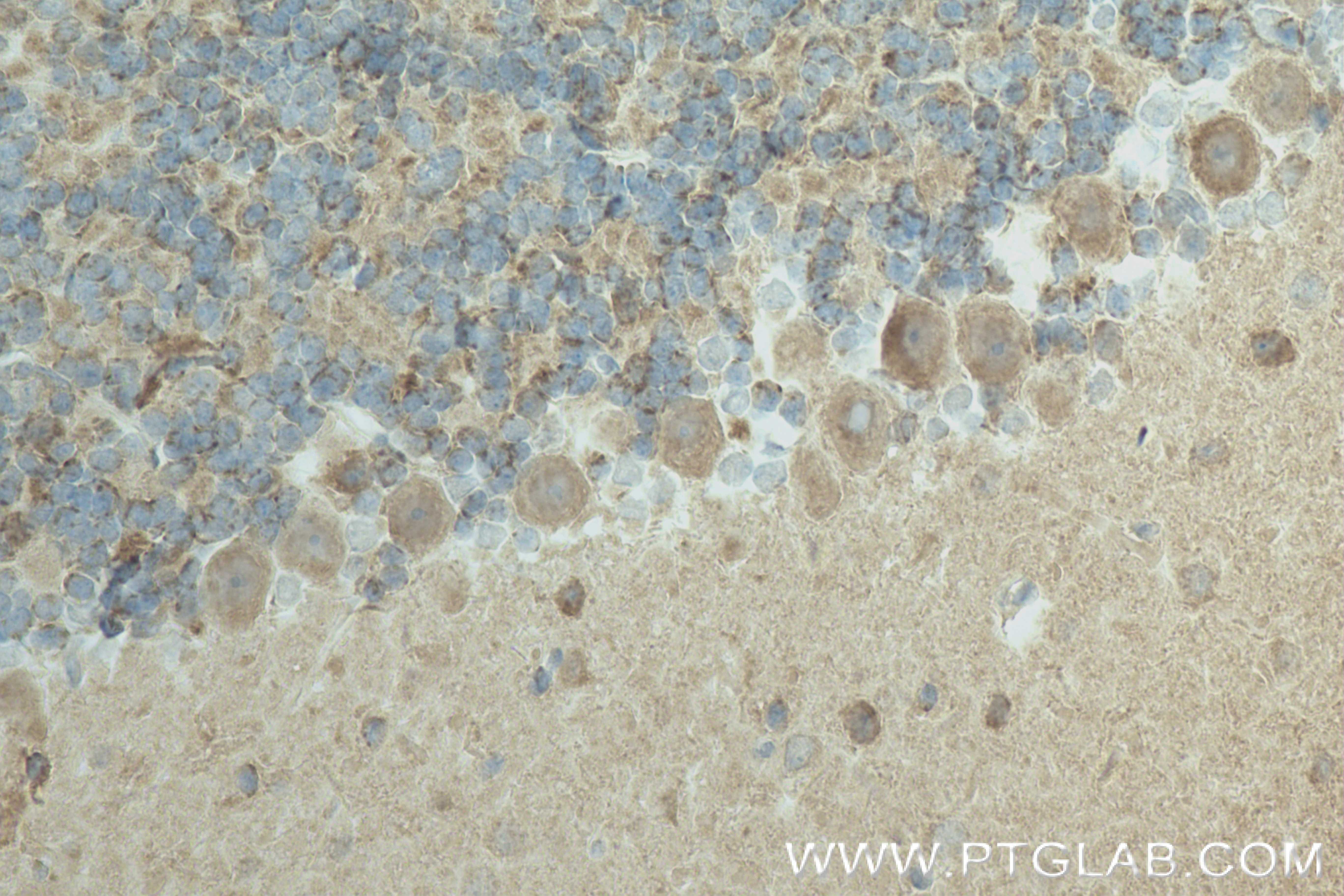 Immunohistochemistry (IHC) staining of mouse cerebellum tissue using Synaptotagmin-14 Recombinant antibody (83923-1-RR)