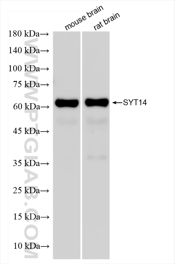 Western Blot (WB) analysis of various lysates using Synaptotagmin-14 Recombinant antibody (83923-1-RR)