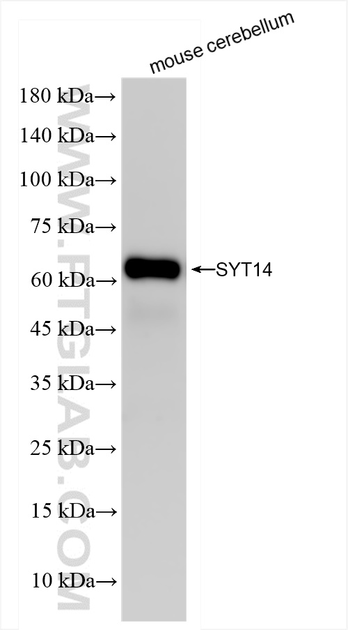 Western Blot (WB) analysis of mouse cerebellum tissue using Synaptotagmin-14 Recombinant antibody (83923-1-RR)