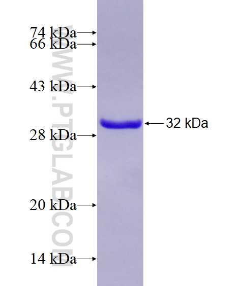 SYT6 fusion protein Ag27473 SDS-PAGE