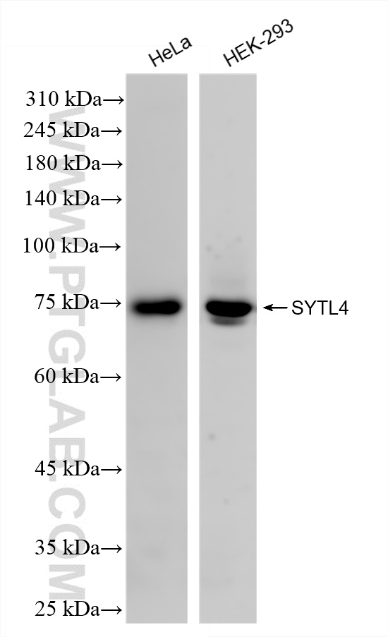Western Blot (WB) analysis of various lysates using SYTL4 Recombinant antibody (83564-5-RR)