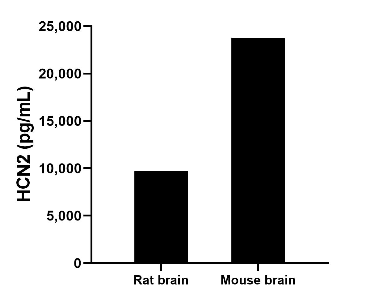 The mean HCN2 concentration was determined to be 9,765.2 ng/mL in rat brain tissue extract based on a 1.6 mg/mL extract load and 23,767.3 ng/mL in mouse brain tissue extract based on a 2.0 mg/mL extract load.	