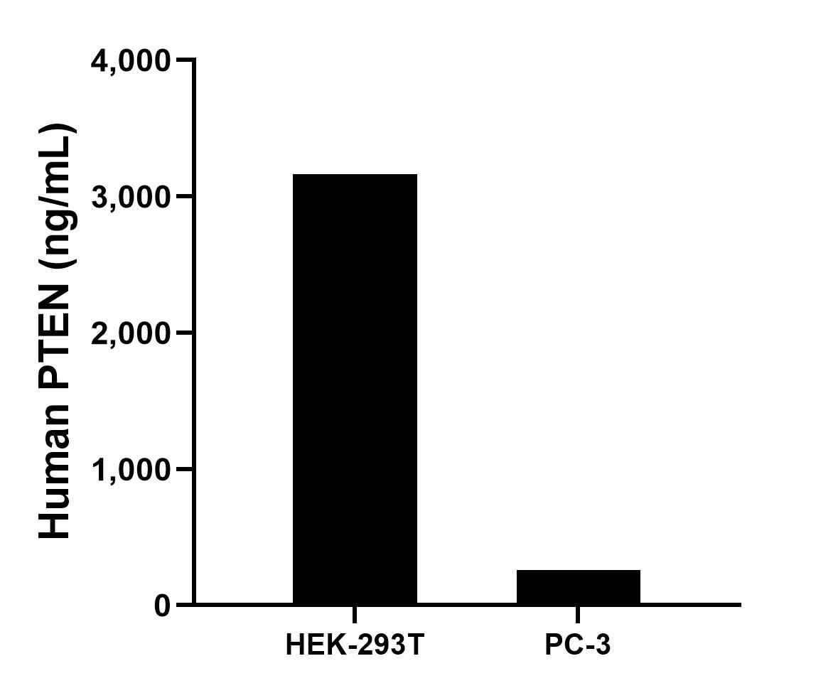 The mean PTEN concentration was determined to be 3,166.00 ng/mL in HEK-293T cell extract based on a 3.2 mg/mL extract load and 258.50 ng/mL in PC-3 cell extract based on a 3.0 mg/mL extract load.