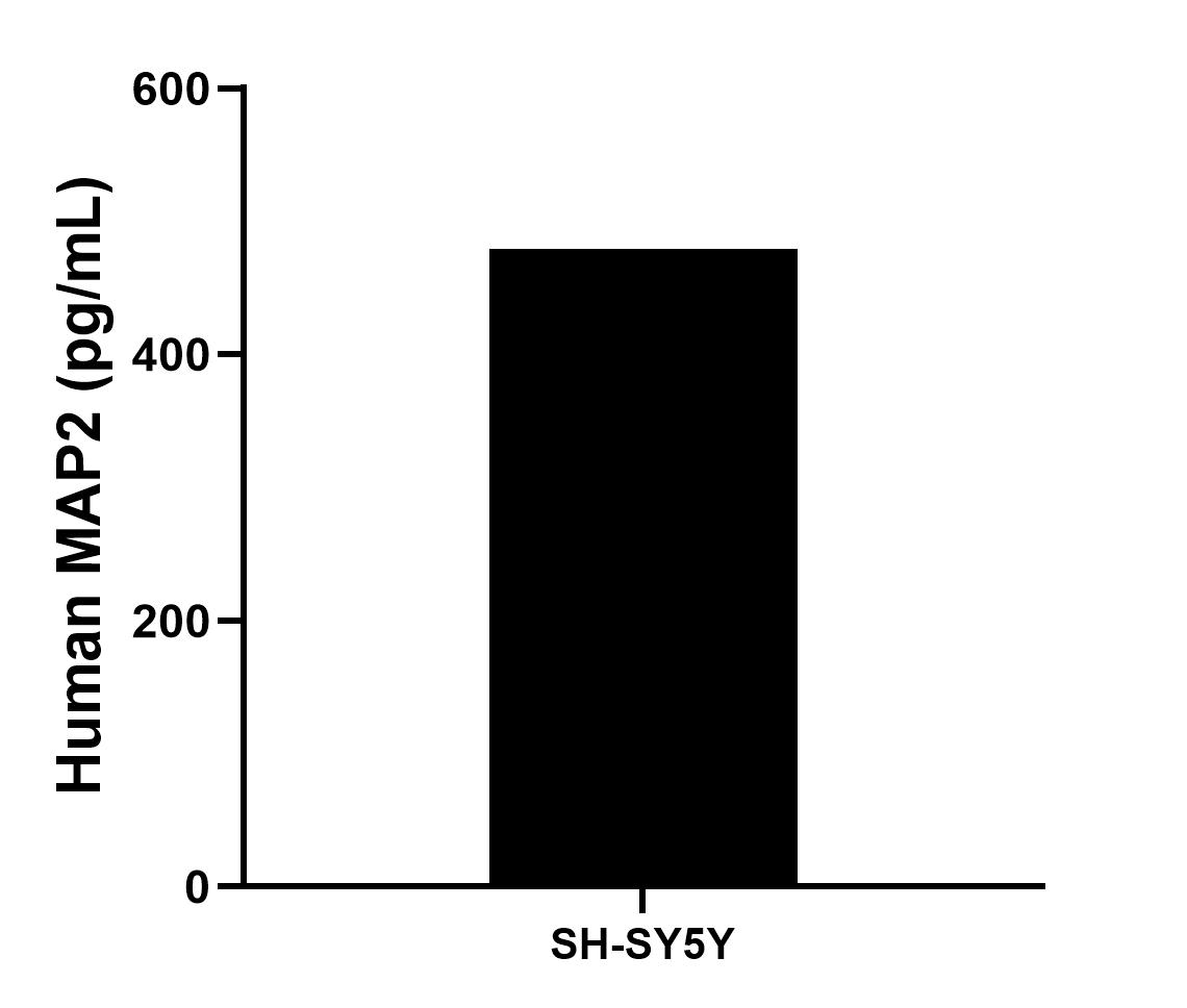 The mean MAP2 concentration was determined to be 479.14 pg/mL in SH-SY5Y cell extract based on a 1.0 mg/mL extract load.