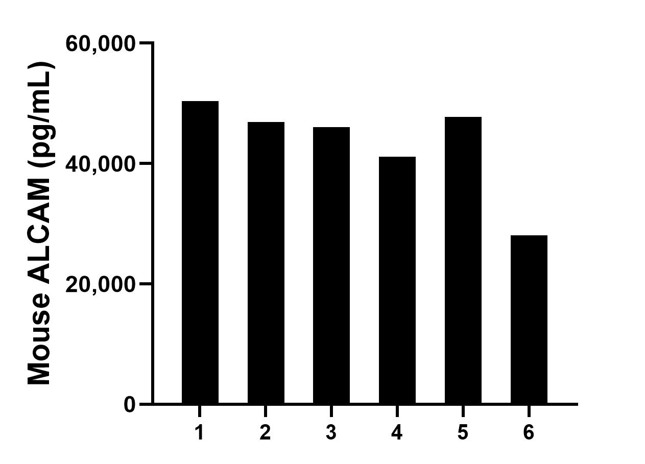 Serum of six mice was measured. The ALCAM concentration of detected samples was determined to be 43,380.5 pg/mL with a range of 28,091.3-50,380.4 pg/mL.