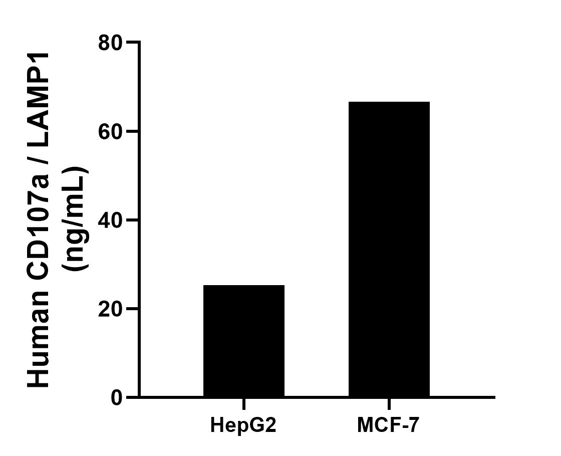 The mean CD107a / LAMP1 concentration was determined to be 25.30 ng/mL in HepG2 cell extract based on a 1.00 mg/mL extract load and 66.62 ng/mL in MCF-7 cell extract based on a 1.20 mg/mL extract load. 