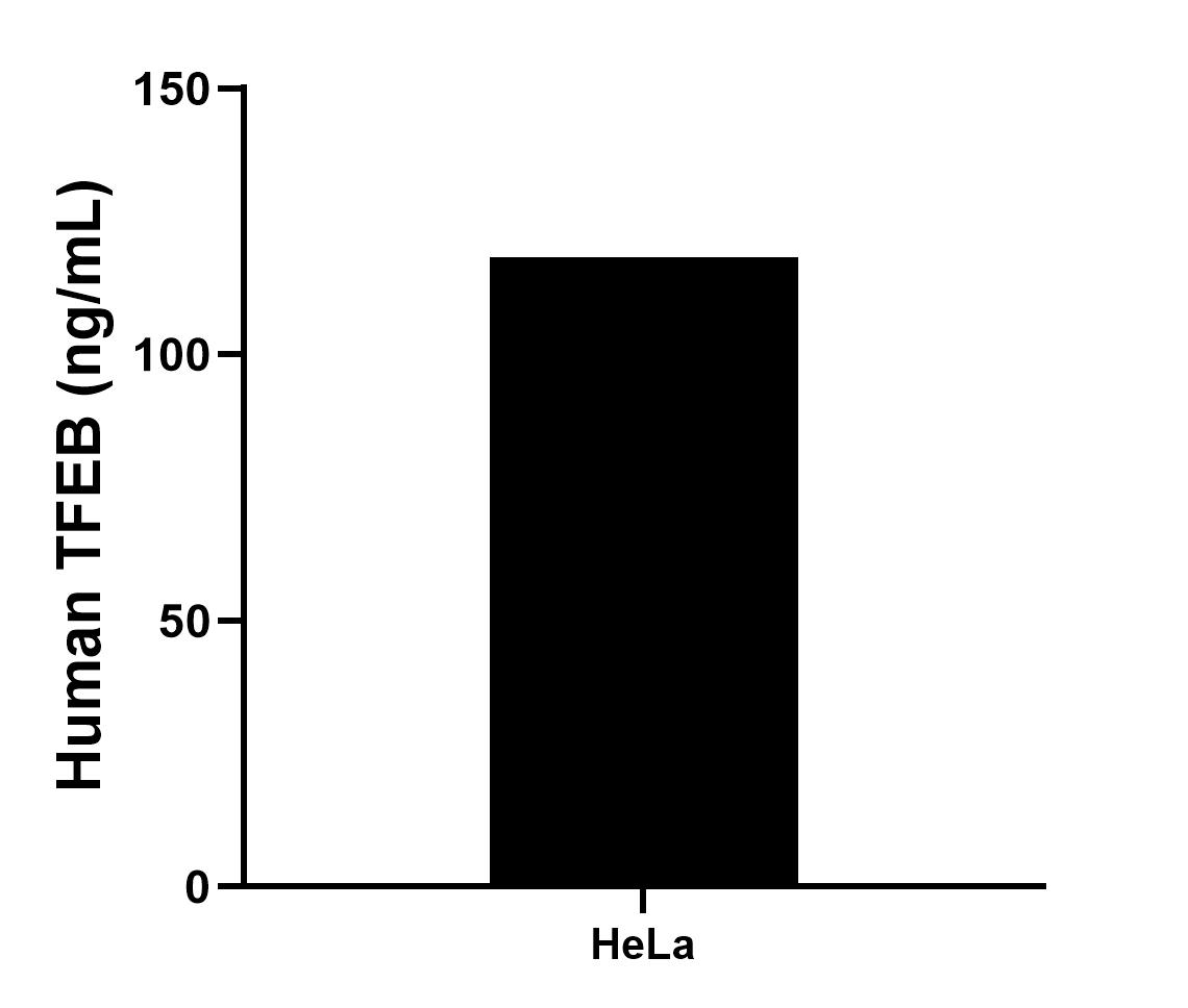 The mean TFEB concentration was determined to be 118.28 ng/mL in HeLa cell extract based on a 1.0 mg/mL extract load.