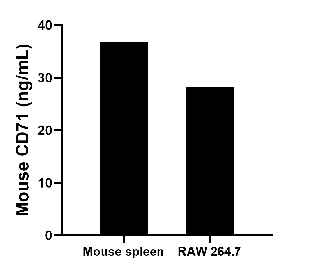 The mean CD71 concentration was determined to be 36.82 ng/mL in mouse spleen cell extract based on a 2.90 mg/mL extract load and 28.26 ng/mL in RAW 264.7 cell extract based on a 1.30 mg/mL extract load. 