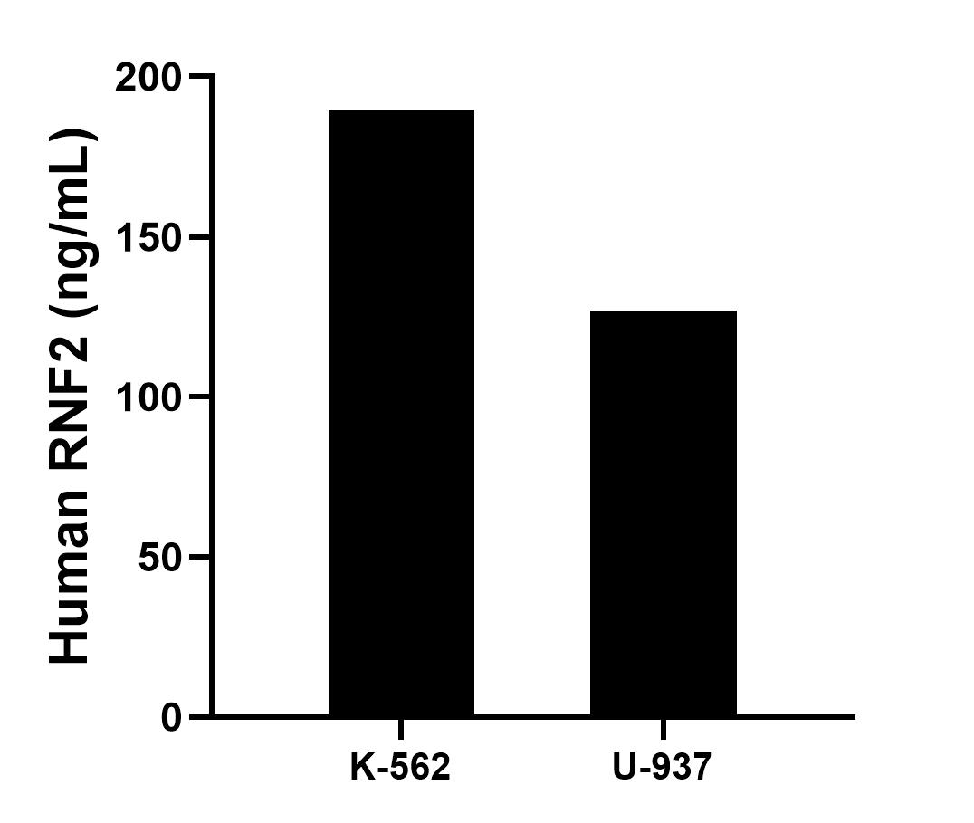 The mean RNF2 concentration was determined to be 189.81 ng/mL in K-562 cell extract based on a 2.40 mg/mL extract load and 126.95 ng/mL in U-937cell extract based on a 3.00 mg/mL extract load. 