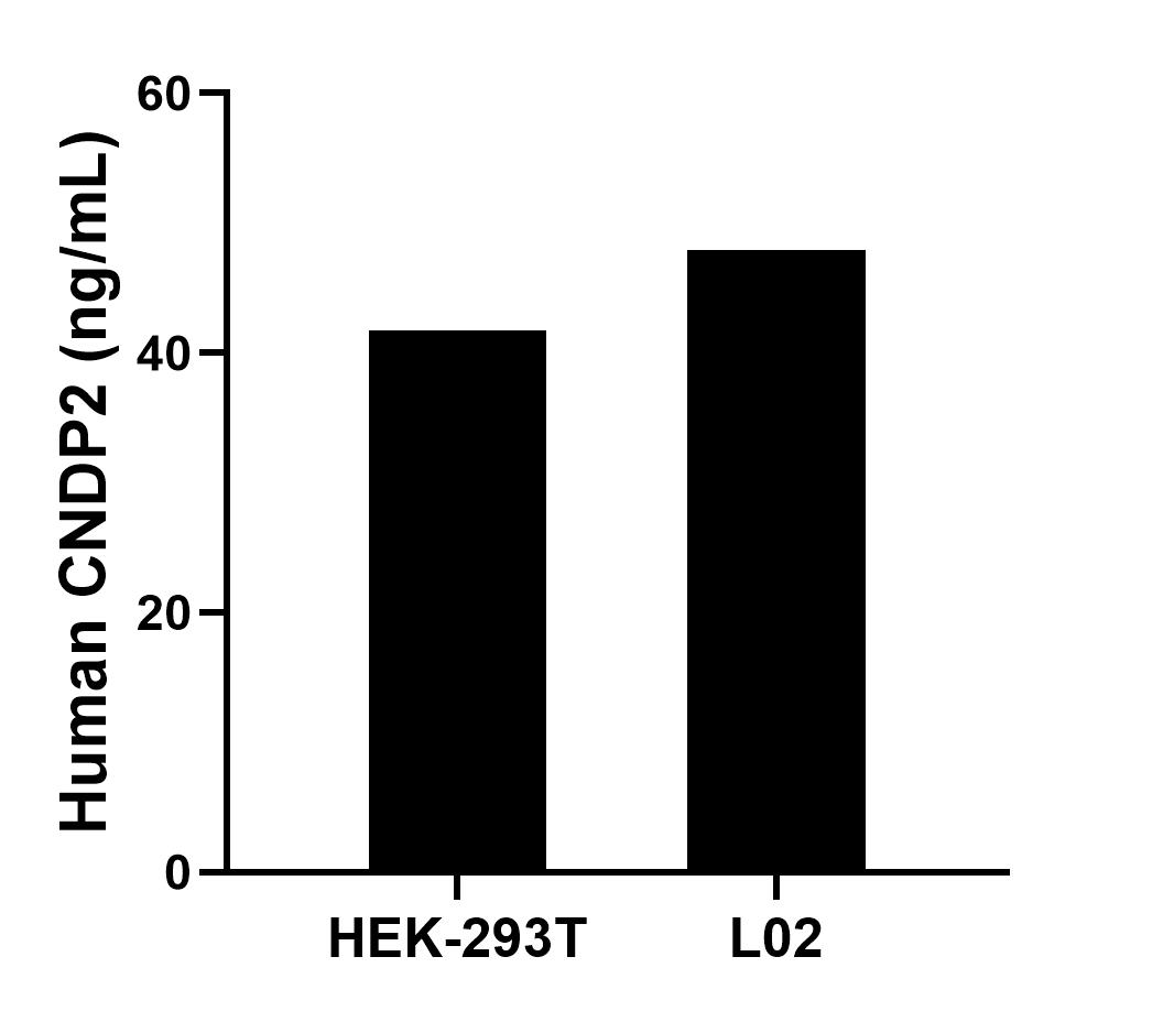 The mean CNDP2 concentration was determined to be 41.75 ng/mL in HEK-293T cell extract based on a 3.20 mg/mL extract load and 47.91 ng/mL in L02 cell extract based on a 1.30 mg/mL extract load. 