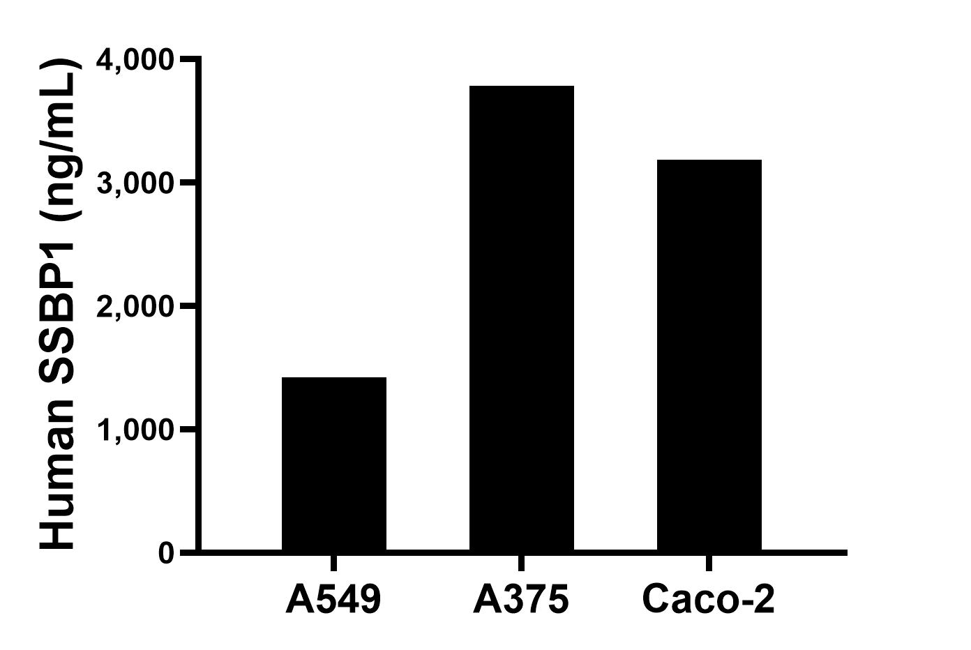 The mean SSBP1 concentration was determined to be 1,417.48 ng/mL in A549 cell extract based on a 1.50 mg/mL extract load, 3,782.71 ng/mL in A375 cell extract based on a 1.60 mg/mL extract load and 3,185.11 ng/mL in Caco-2 cell extract based on a 2.70 mg/mL extract load.