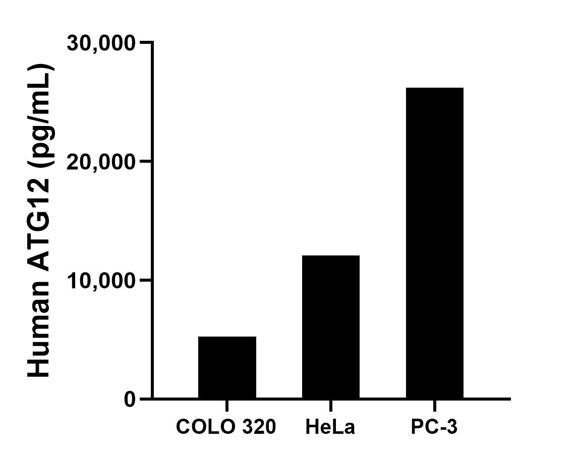 The mean ATG12 concentration was determined to be 5,245.1 pg/mL in COLO 320 cell extract based on a 2.0 mg/mL extract load, 12,068.3 pg/mL in HeLa cell extract based on a 1.3 mg/mL extract load and 26,207.3 pg/mL in PC-3 cell extract based on a 2.5 mg/mL extract load.