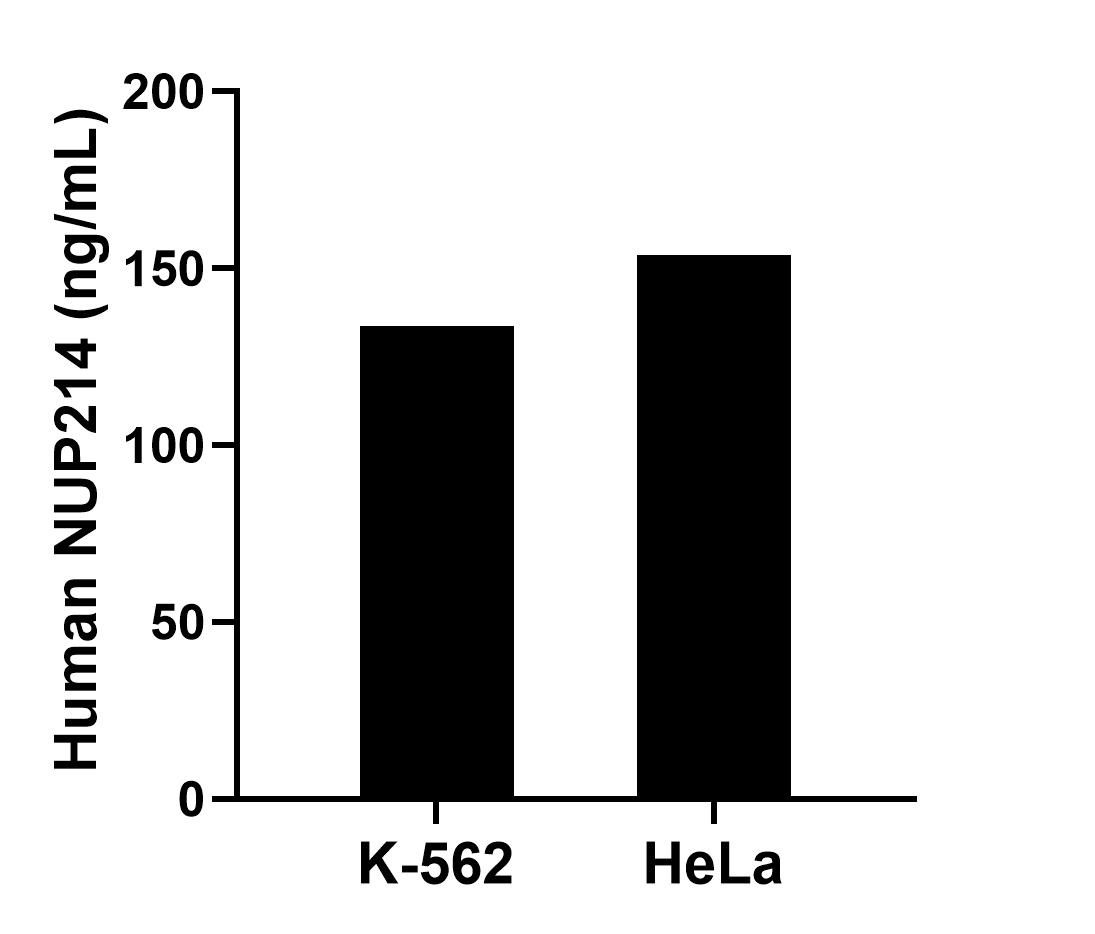 The mean NUP214 concentration was determined to be 133.70 ng/mL in K-562 cell extract based on a 2.50 mg/mL extract load and 153.72 ng/mL in HeLa cell extract based on a 1.50 mg/mL extract load. 