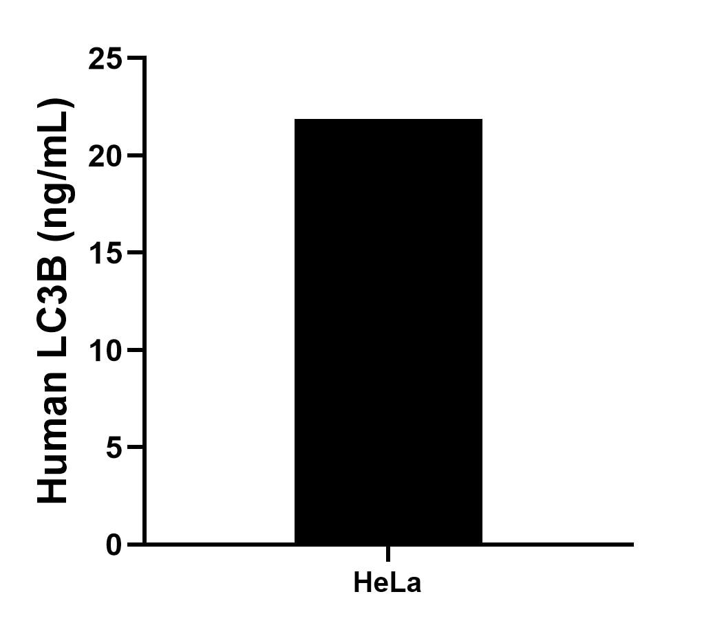 The mean LC3B concentration was determined to be 21.89 ng/mL in HeLa cell extract based on a 1.20 mg/mL extract load. The mean LC3B concentration was determined to be 21.89 ng/mL in HeLa cell extract based on a 1.20 mg/mL extract load.