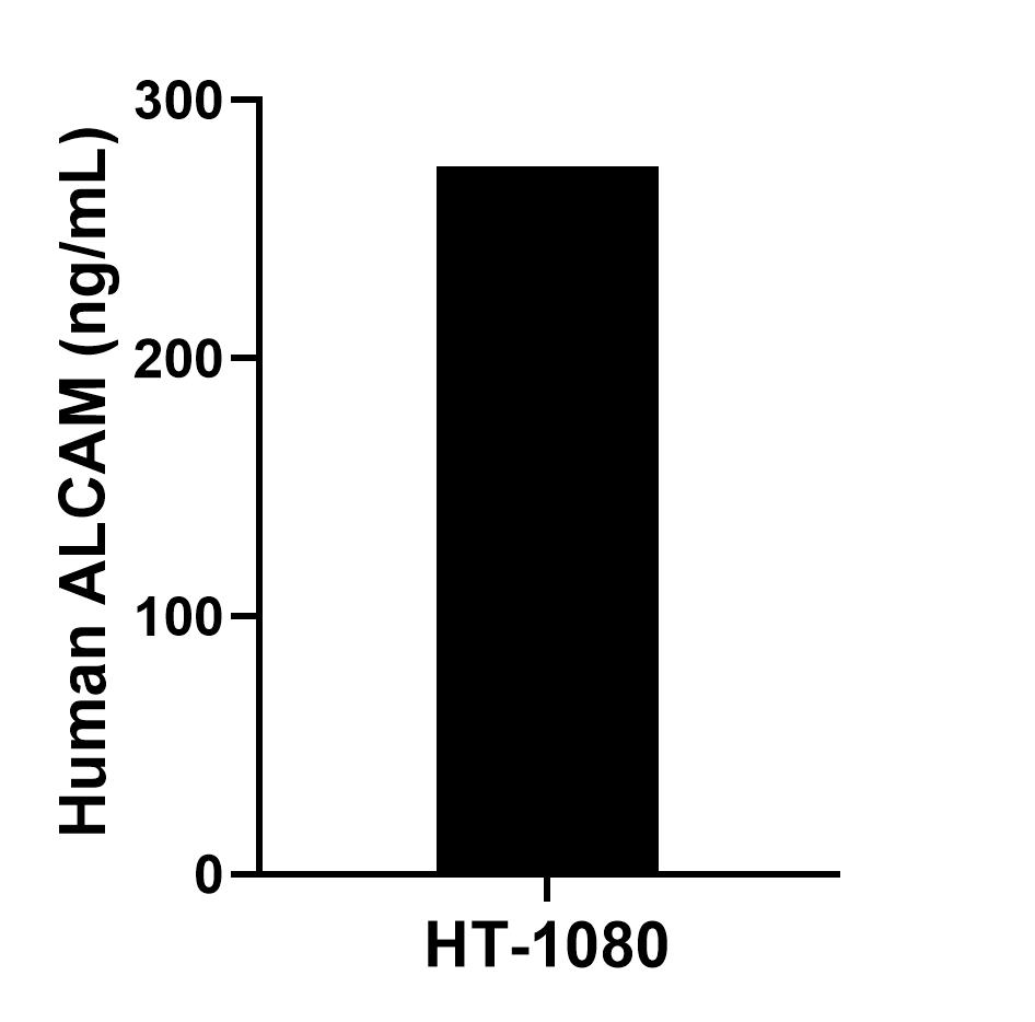 The mean ALCAM concentration was determined to be 274.2 ng/mL in HT-1080 cell extract based on a 1.2 mg/mL extract load.