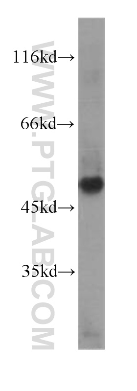 Western Blot (WB) analysis of human testis tissue using RISC Monoclonal antibody (60086-1-Ig)