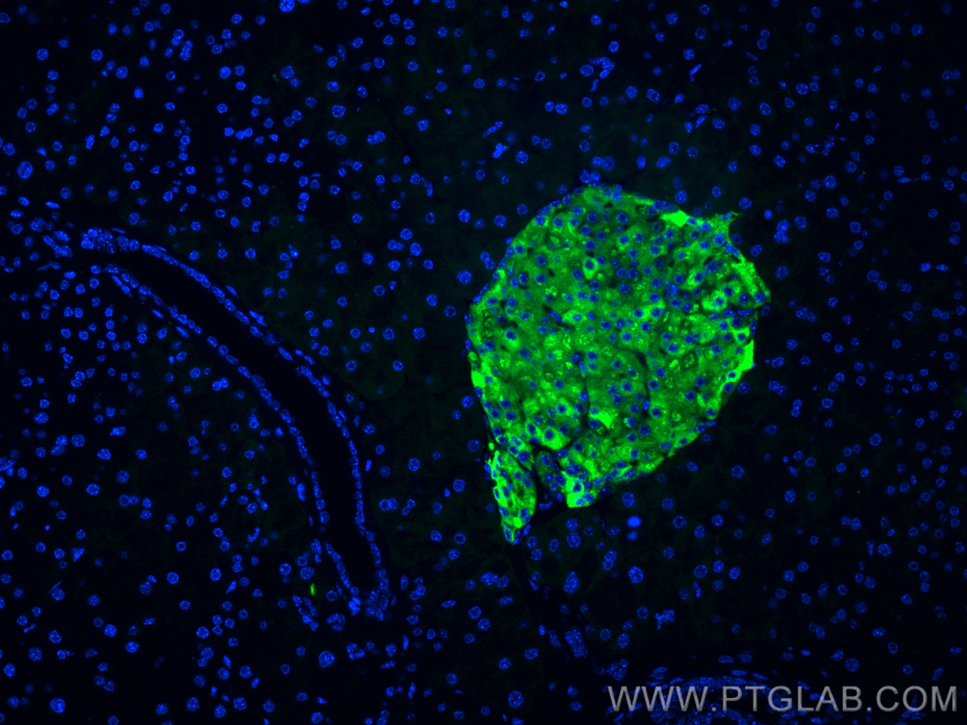 Immunofluorescence (IF) / fluorescent staining of mouse pancreas tissue using CoraLite® Plus 488-conjugated Secretogranin III Po (CL488-10954)