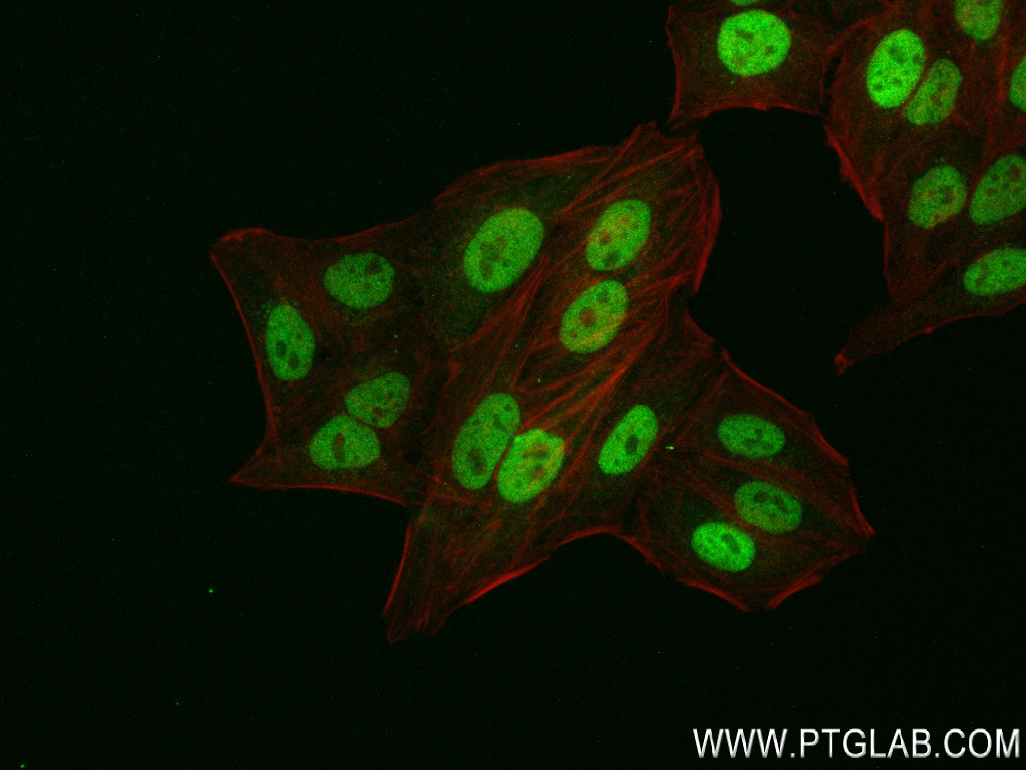 Immunofluorescence (IF) / fluorescent staining of HepG2 cells using Securin Recombinant antibody (83981-4-RR)