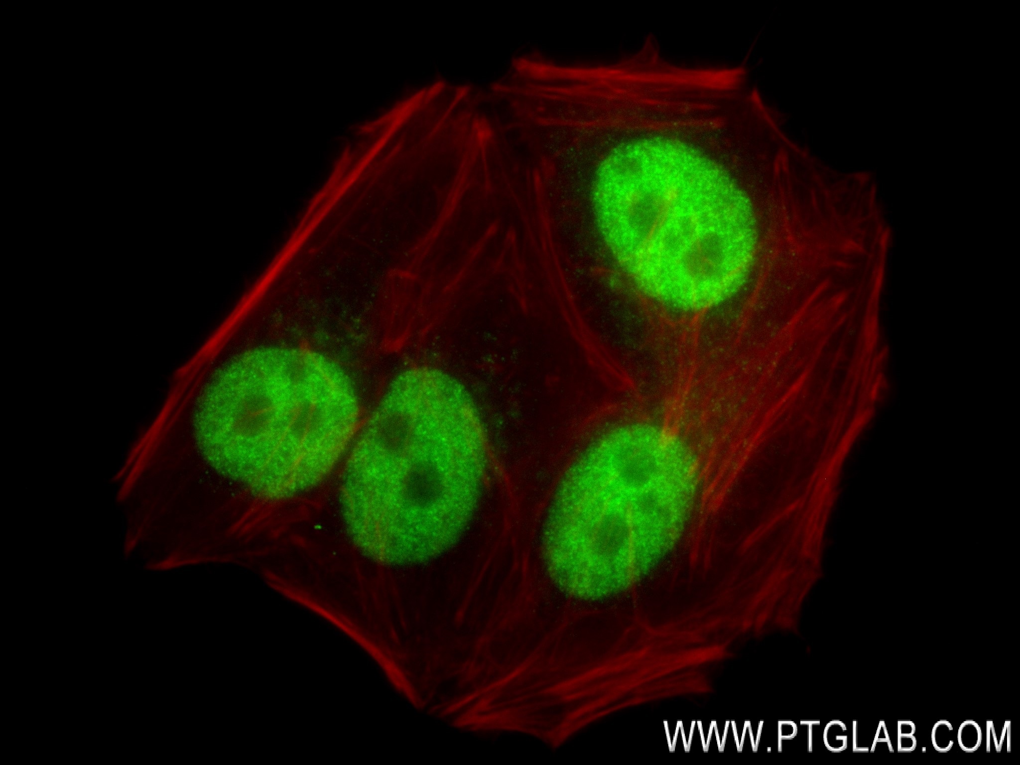 Immunofluorescence (IF) / fluorescent staining of HepG2 cells using Securin Recombinant antibody (83981-4-RR)