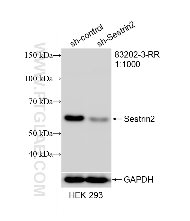 Western Blot (WB) analysis of HEK-293 cells using Sestrin 2 Recombinant monoclonal antibody (83202-3-RR)