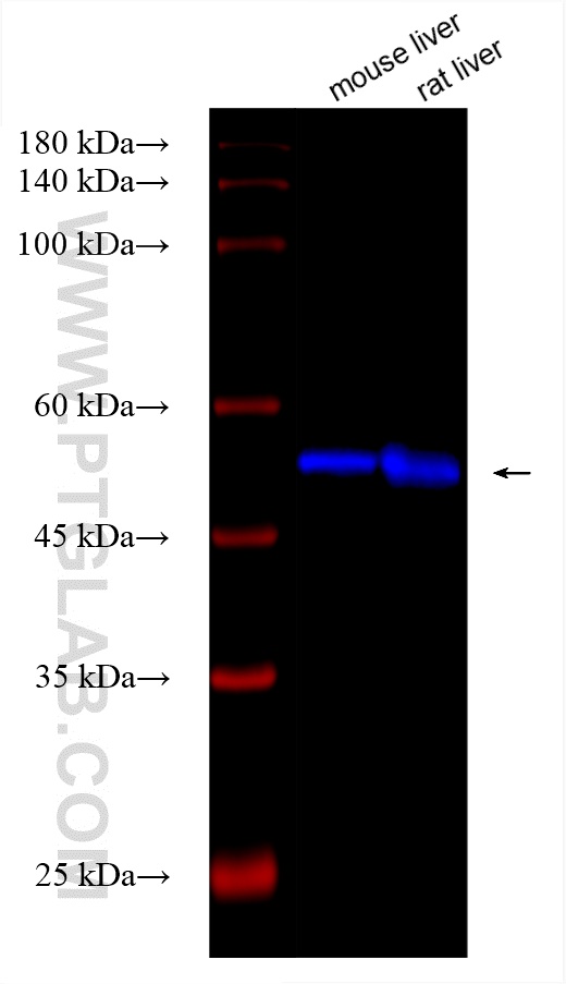 Western Blot (WB) analysis of various lysates using CoraLite® Plus 750-conjugated Shh Recombinant anti (CL750-83280)