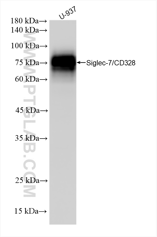 Western Blot (WB) analysis of U-937 cells using Siglec-7/CD328 Recombinant antibody (84253-4-RR)