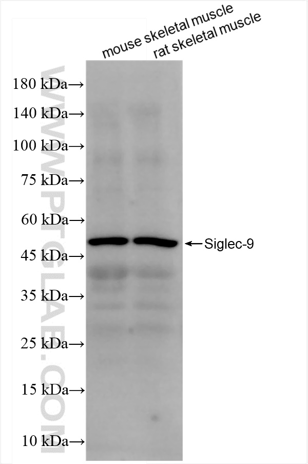 Western Blot (WB) analysis of various lysates using Siglec-9 Recombinant antibody (84683-4-RR)