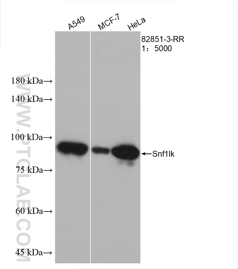 Western Blot (WB) analysis of various lysates using Snf1lk Recombinant antibody (82851-3-RR)