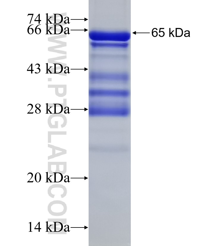 Snf1lk fusion protein Ag33435 SDS-PAGE