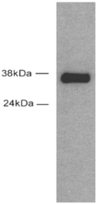 Sox2 antibody (pAb) tested by Western blot. HeLa cell extract expressing mouse Sox2 (50 ug per lane) probed with Sox2 antibody at a dilution of 1:5,000.
