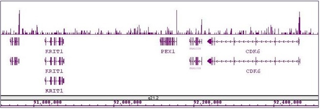 Sox2 antibody (pAb) tested by ChIP-Seq. ChIP was performed using the ChIP-IT High Sensitivity Kit (Cat. No. 53040) with 30 ug of chromatin from undifferentiated hESC cells and 7 ul of antibody. ChIP DNA was sequenced on the Illumina HiSeq and 10 million sequence tags were mapped to identify Sox2 binding sites. The image shows binding across a region of chromosome 7. You can view the complete data set in the UCSC Genome Browser, starting at this specific location, here.