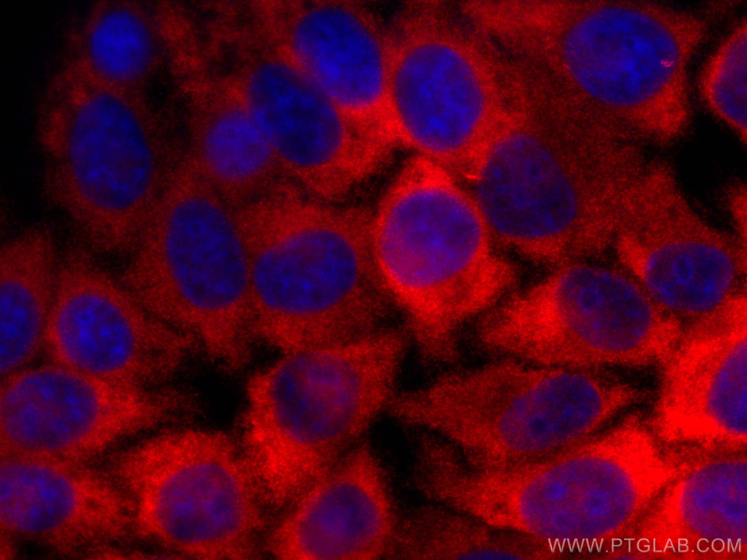 Immunofluorescence (IF) / fluorescent staining of HepG2 cells using CoraLite®594-conjugated Spartin, SPG20 Polyclonal  (CL594-13791)