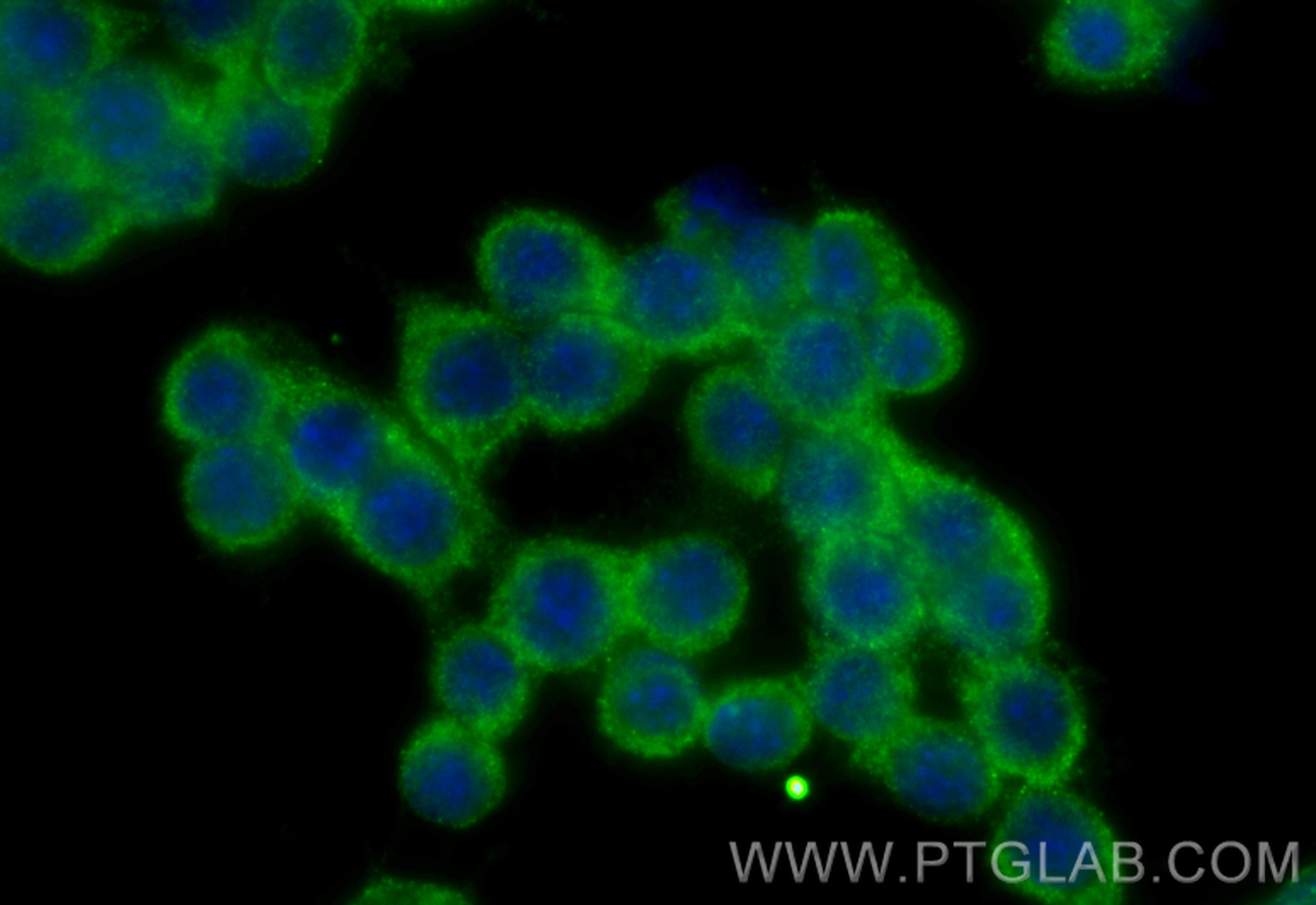 Immunofluorescence (IF) / fluorescent staining of RAW 264.7 cells using CoraLite® Plus 488-conjugated Spermidine synthase  (CL488-68548)