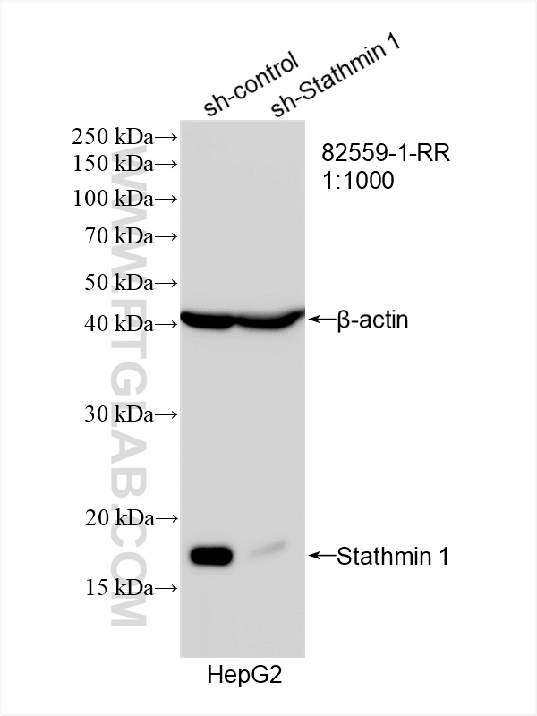 Western Blot (WB) analysis of HepG2 cells using Stathmin 1 Recombinant antibody (82559-1-RR)