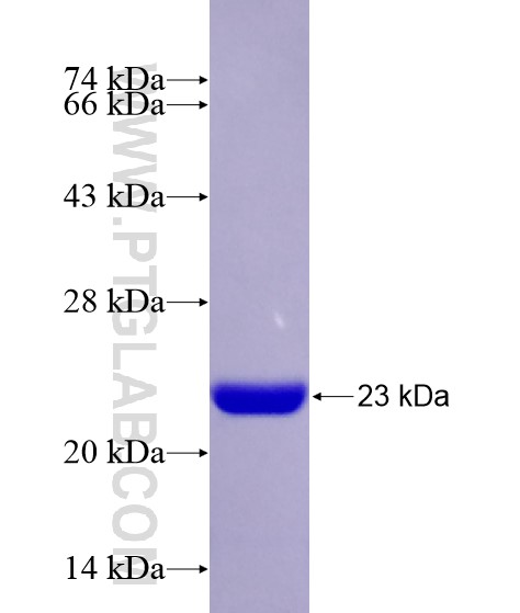 Stx12 fusion protein Ag28626 SDS-PAGE