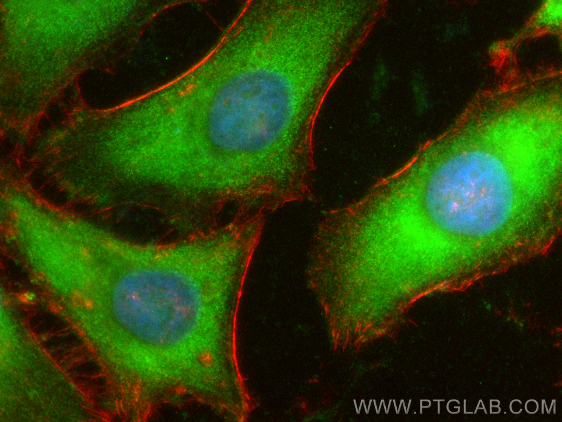 Immunofluorescence (IF) / fluorescent staining of HeLa cells using CoraLite® Plus 488-conjugated Sur-8 Polyclonal ant (CL488-17561)