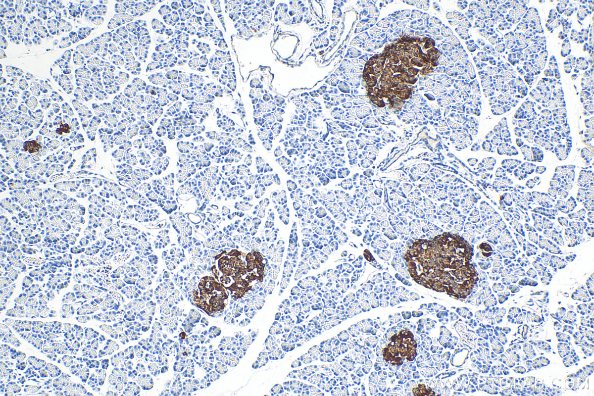 Immunohistochemistry (IHC) staining of rat pancreas tissue using Synaptophysin Monoclonal antibody (67864-1-Ig)