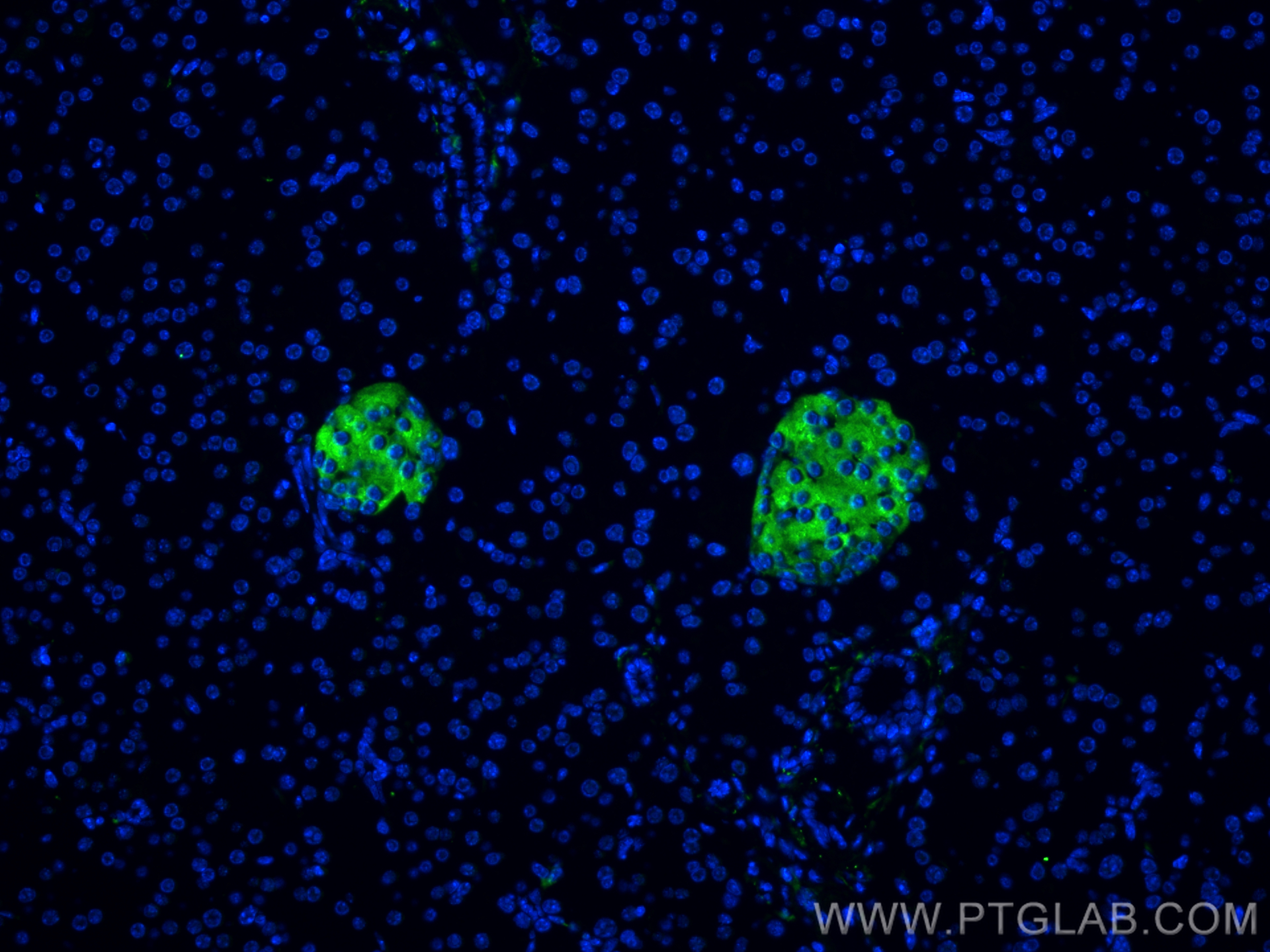 Immunofluorescence (IF) / fluorescent staining of mouse pancreas tissue using Synaptophysin Recombinant antibody (82900-1-RR)