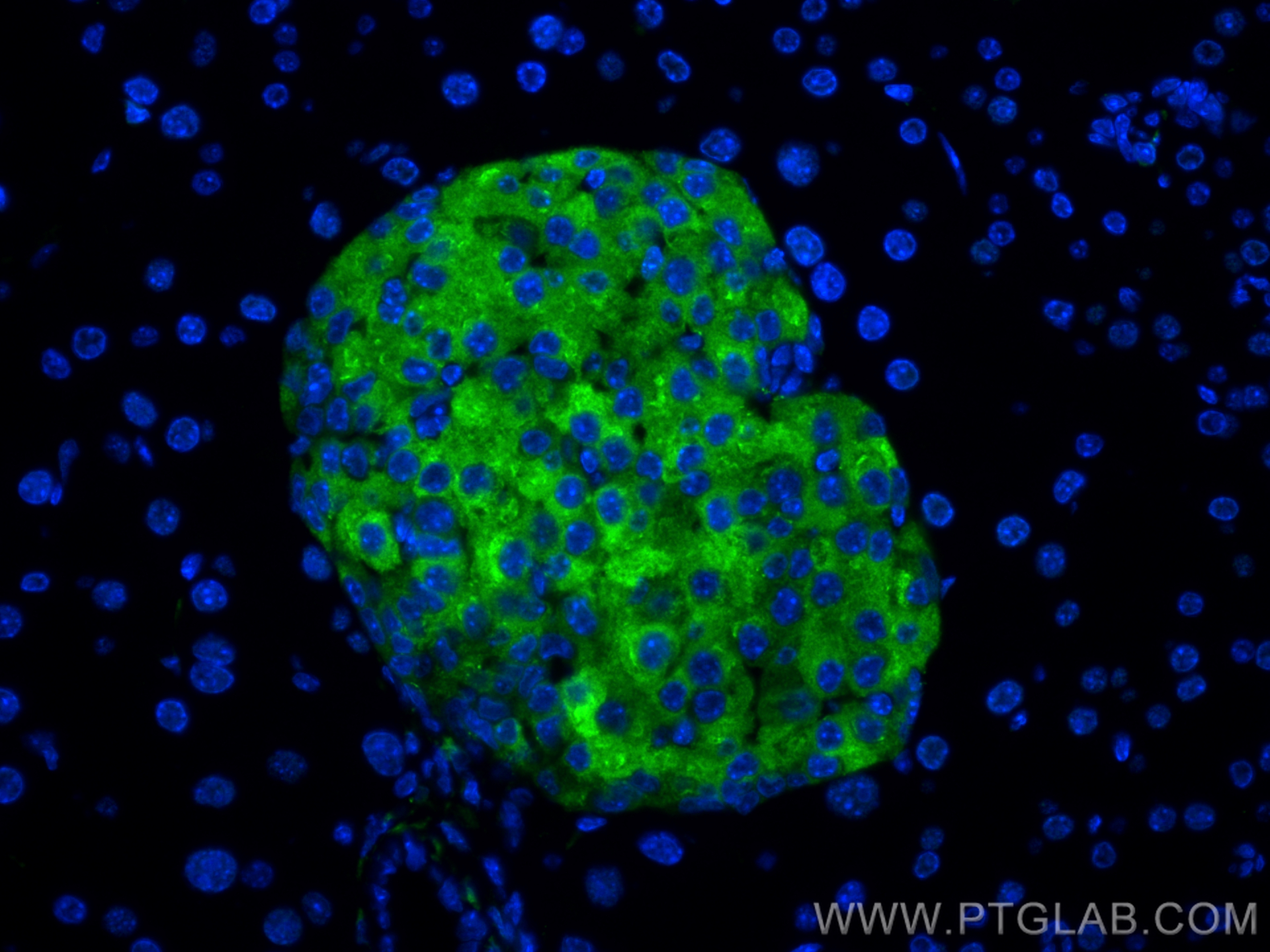 Immunofluorescence (IF) / fluorescent staining of mouse pancreas tissue using Synaptophysin Recombinant antibody (82900-1-RR)