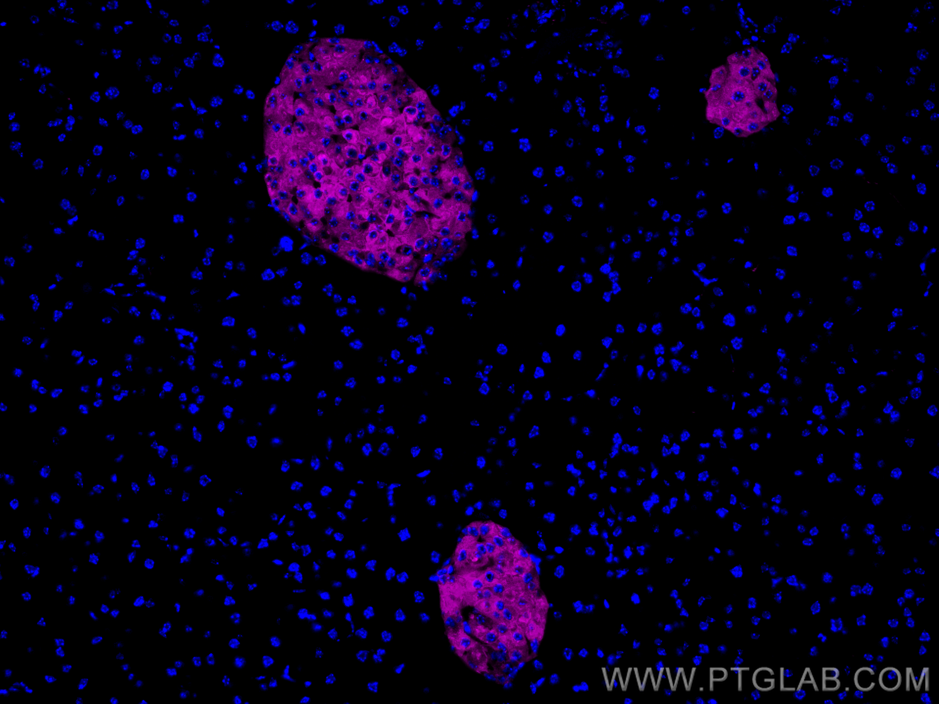 Immunofluorescence (IF) / fluorescent staining of mouse pancreas tissue using CoraLite® Plus 647-conjugated Synaptophysin Polycl (CL647-17785)