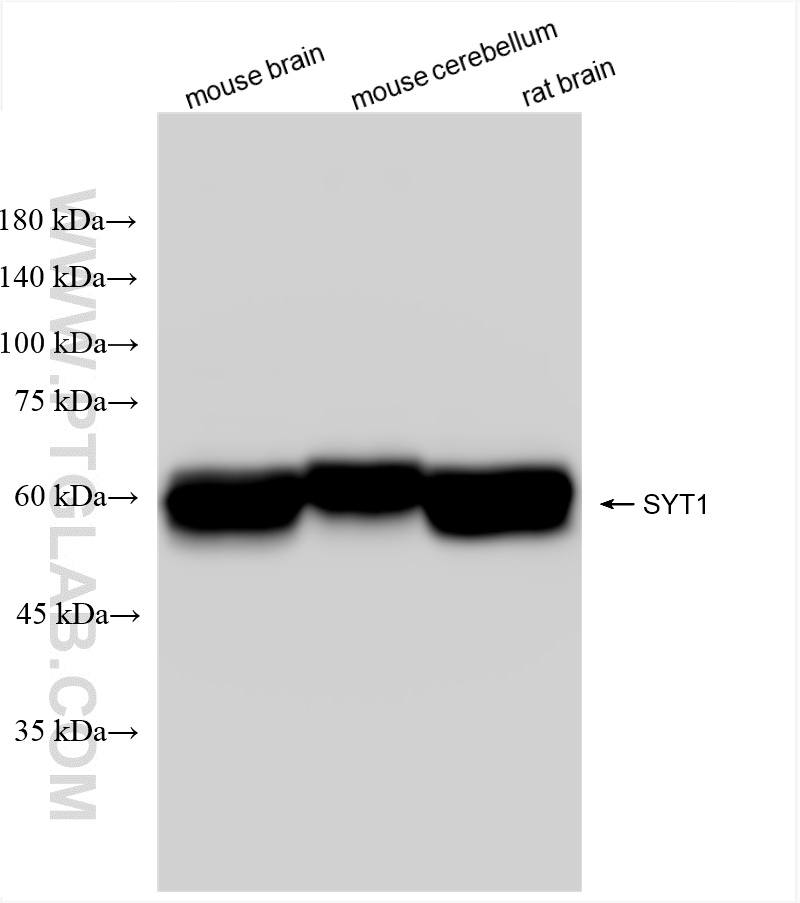 Western Blot (WB) analysis of various lysates using Synaptotagmin-1 Recombinant antibody (83637-4-RR)