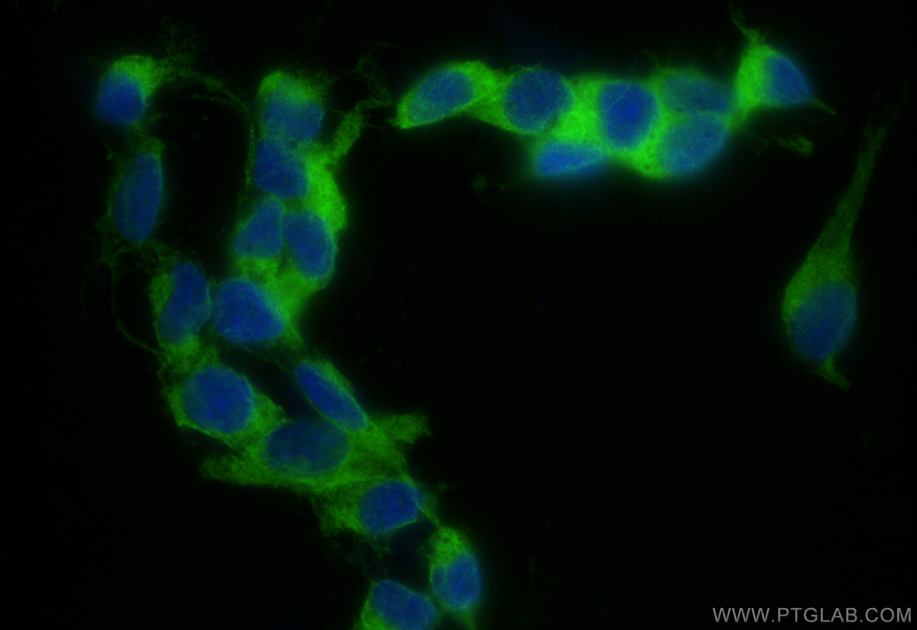 Immunofluorescence (IF) / fluorescent staining of SH-SY5Y cells using CoraLite® Plus 488-conjugated Synaptotagmin-1 Reco (CL488-83637-4)